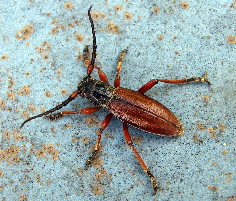 Dorcadion fulvum - barna gyalogcincér