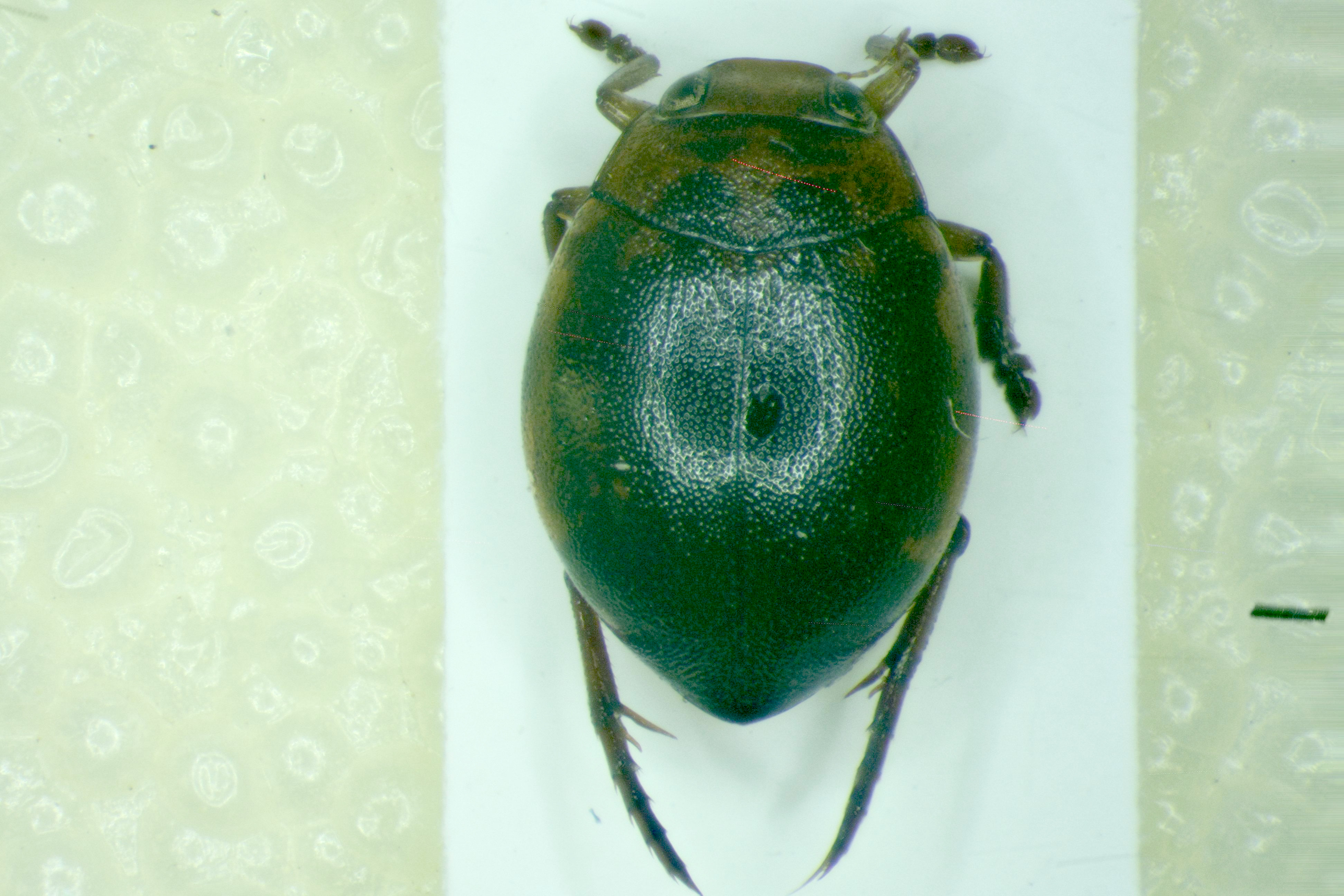 Hyphydrus ovatus - gyakori gömbcsíkbogár