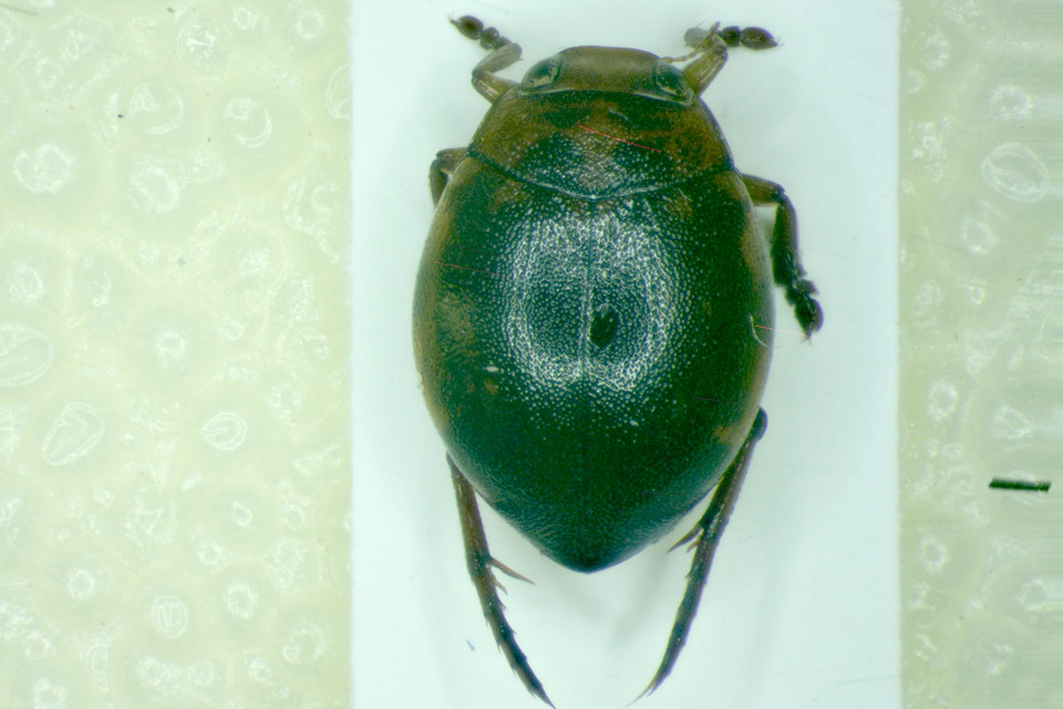 Hyphydrus ovatus - gyakori gömbcsíkbogár Hyphydrus ovatus - gyakori gömbcsíkbogár