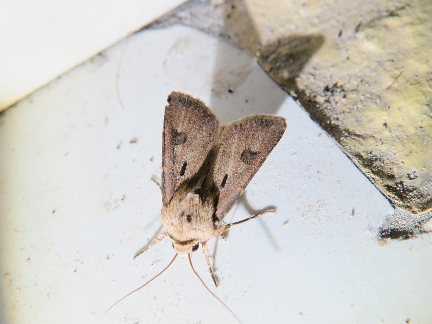 Agrotis exclamationis - felkiáltójeles földibagoly