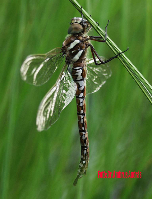 Aeshna juncea - fatörzsvadász acsa Aeshna juncea - fatörzsvadász acsa