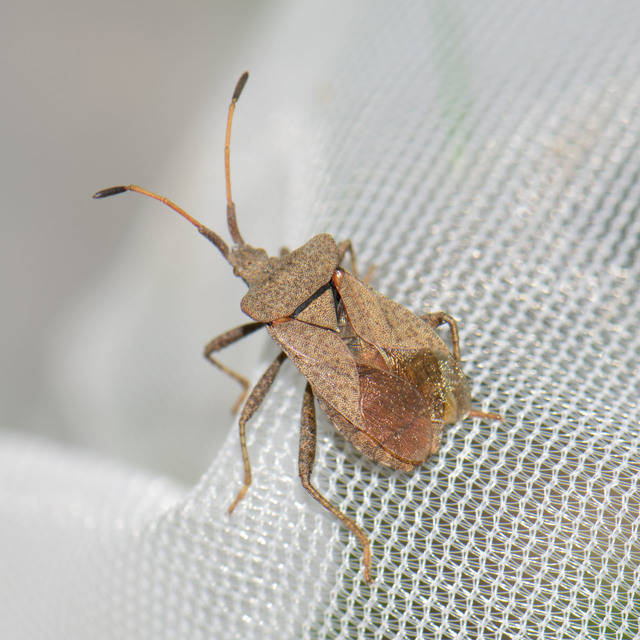 Coreus marginatus - közönséges karimáspoloska