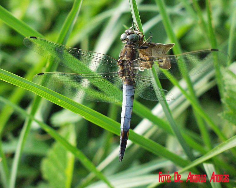 Orthetrum cancellatum - feketefarkú pásztorszitakötő Orthetrum cancellatum - feketefarkú pásztorszitakötő