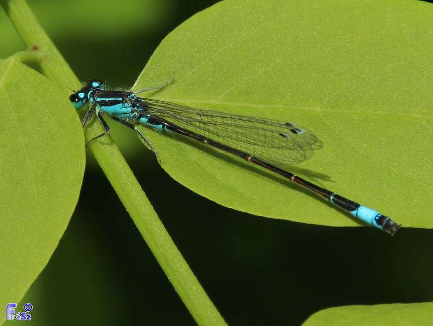 Ischnura elegans
