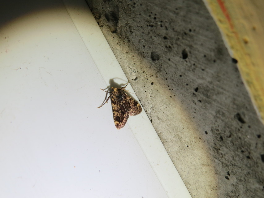 Aglossa signicostalis - hangyailonca