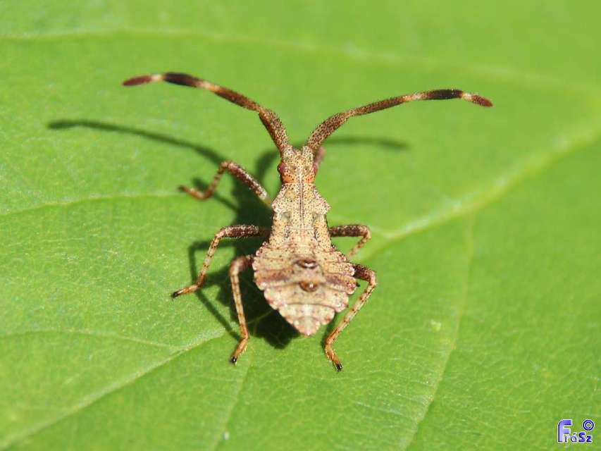 Coreidae - karimáspoloskák