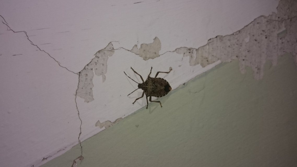 halyomorpha halys - Halyomorpha halys