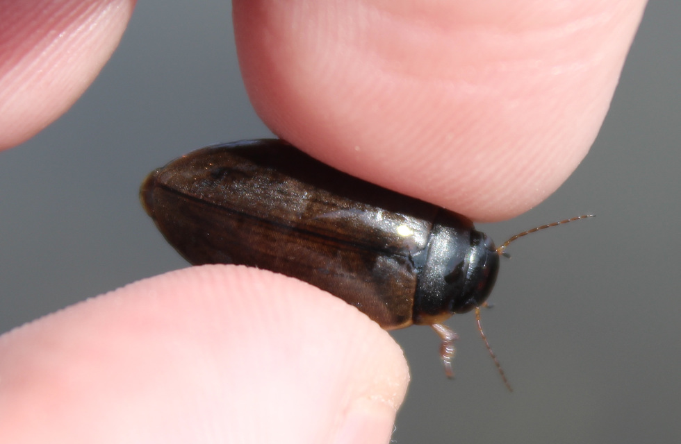 Colymbetes fuscus - gyakori recéscsíkbogár