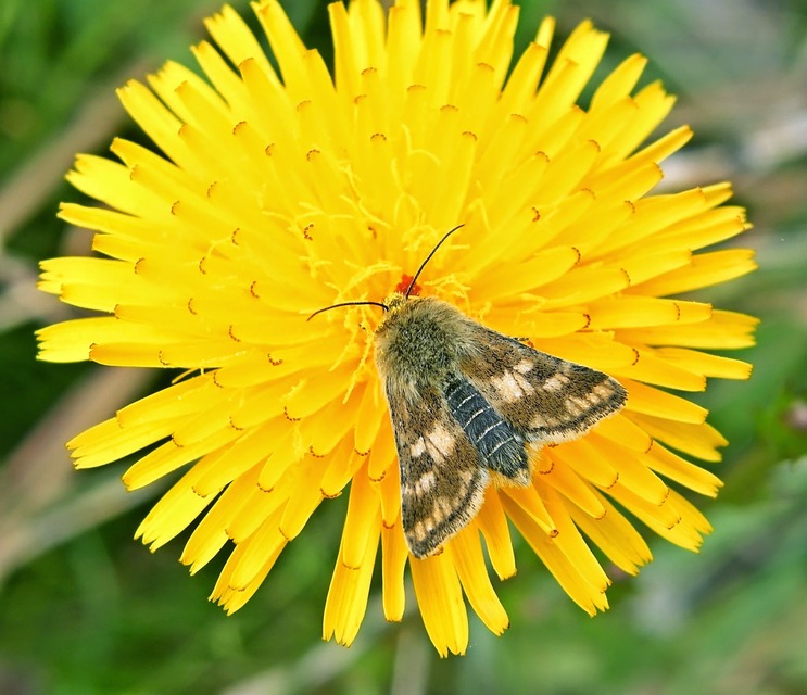 Schinia cardui - keserűgyökér-nappalibagoly