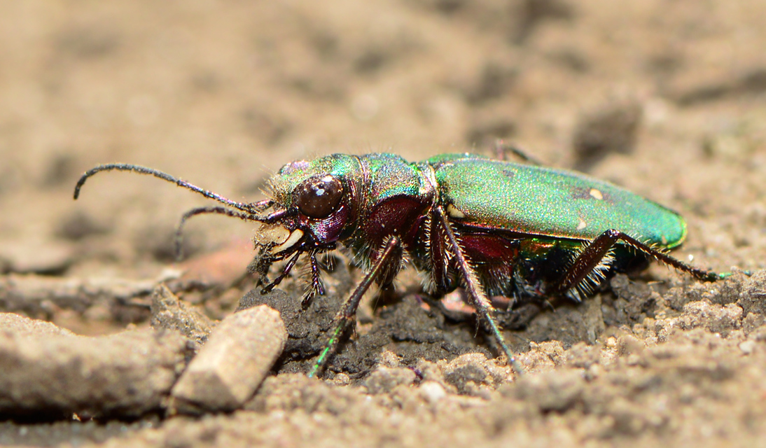 Cicindela campestris - mezei homokfutrinka