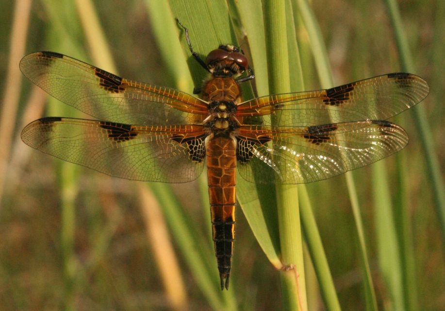 Libellula quadrimaculata - négyfoltos laposacsa