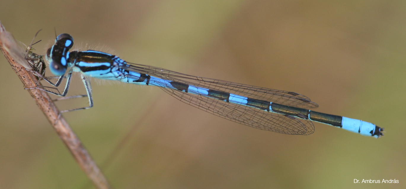 Coenagrion scitulum - mediterrán légivadász