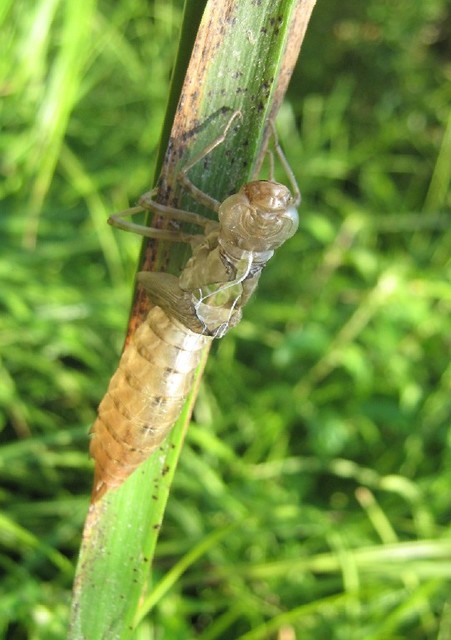 Anax