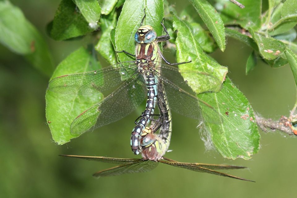 Brachytron pratense - szőrös karcsúacsa