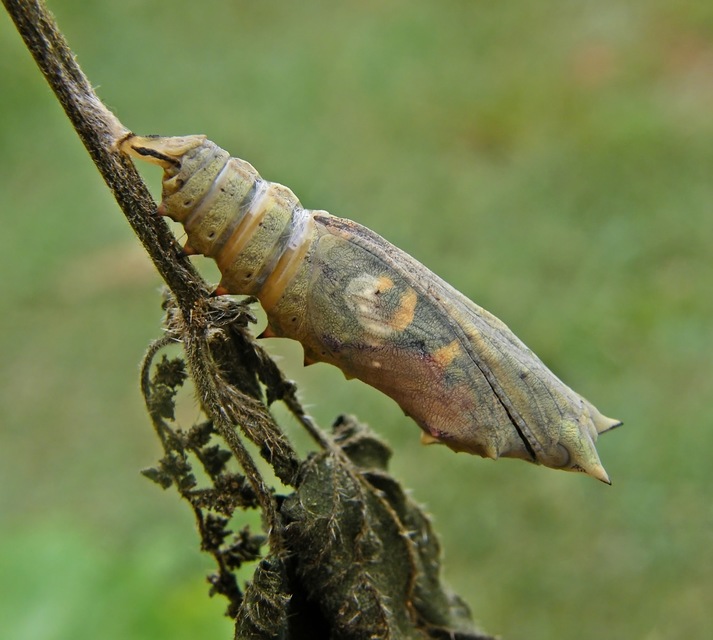 Nymphalis io - nappali pávaszem