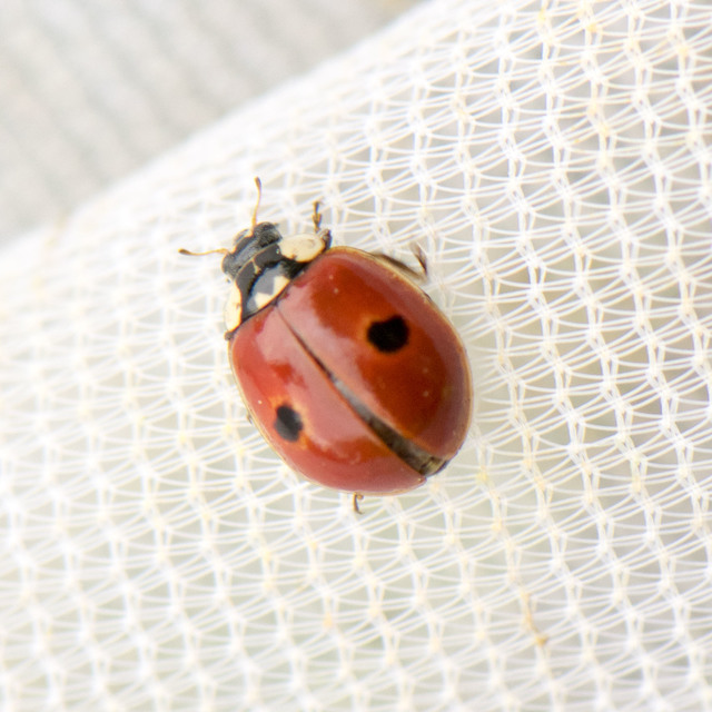 Adalia bipunctata - kétpettyes katica