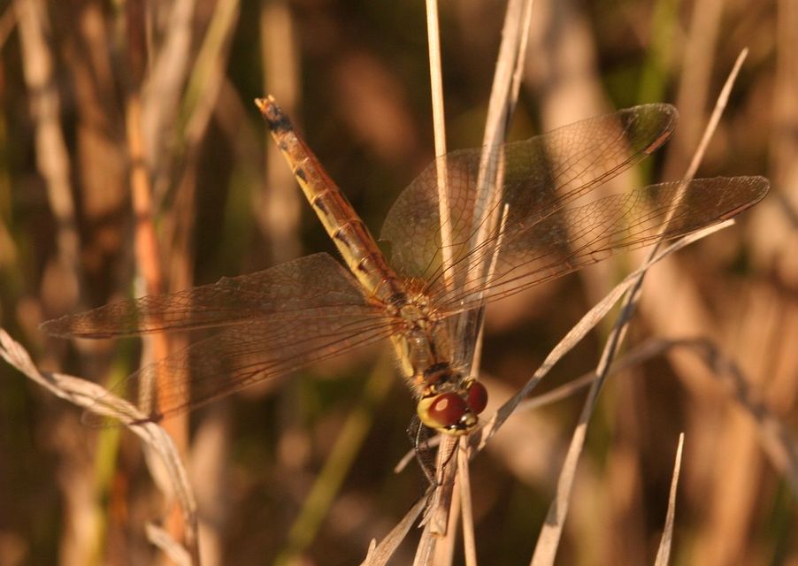 Sympetrum depressiusculum - ékfoltos katona-szitakötő