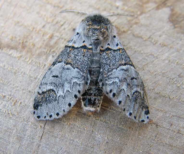 Furcula furcula - szürke púposszövő