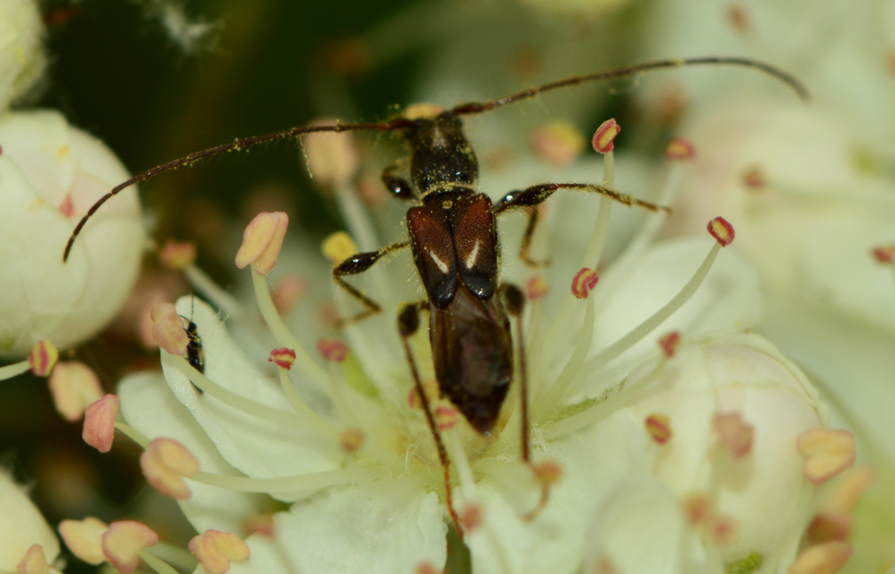 Molorchus minor - kis légycincér