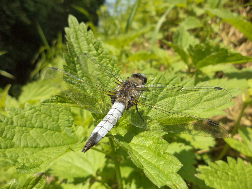 Libellula fulva - kisfoltos laposacsa