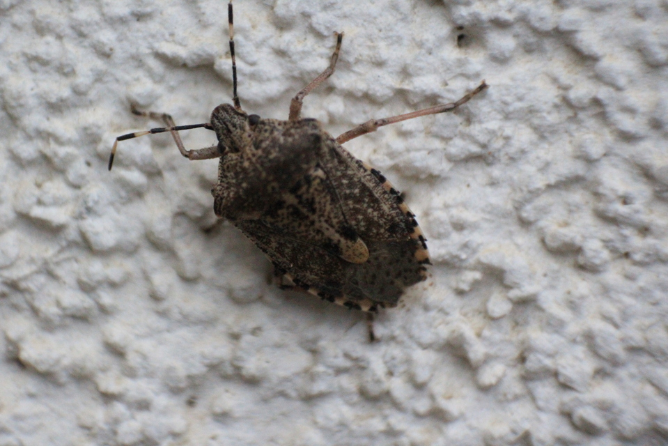 Rhaphigaster nebulosa - bencepoloska