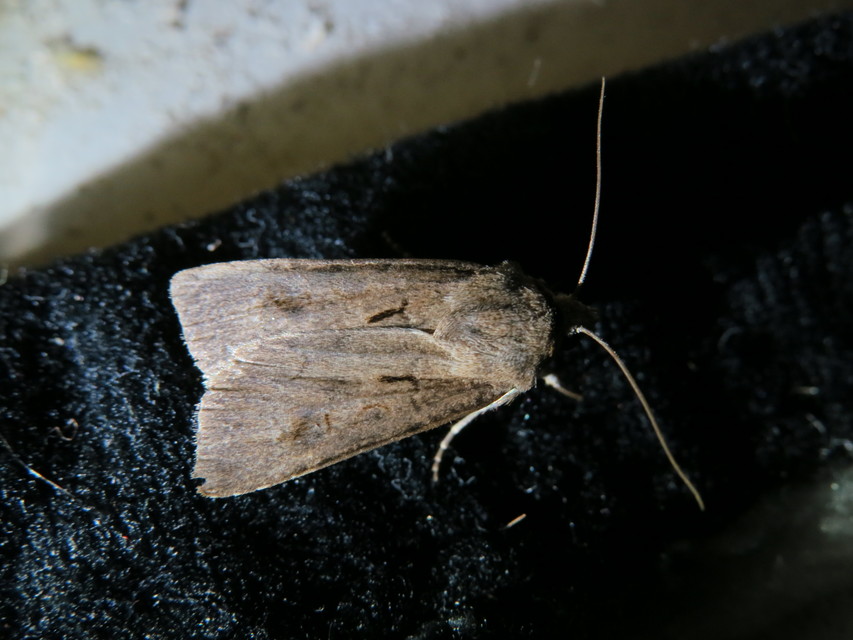 Agrotis exclamationis - felkiáltójeles földibagoly