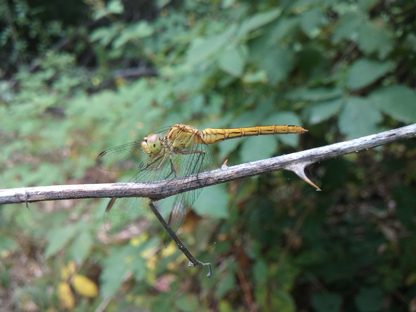 Sympetrum meridionale - fakó katona-szitakötő