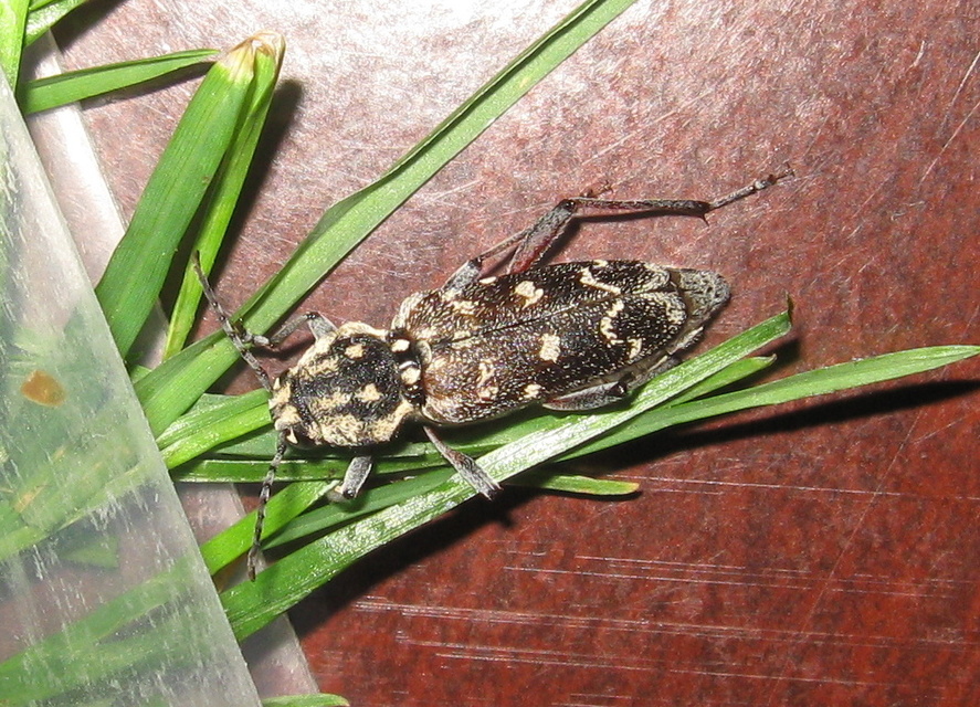 Xylotrechus rusticus - egérszínű darázscincér Xylotrechus rusticus - egérszínű darázscincér