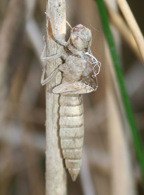 Brachytron pratense - szőrös karcsúacsa