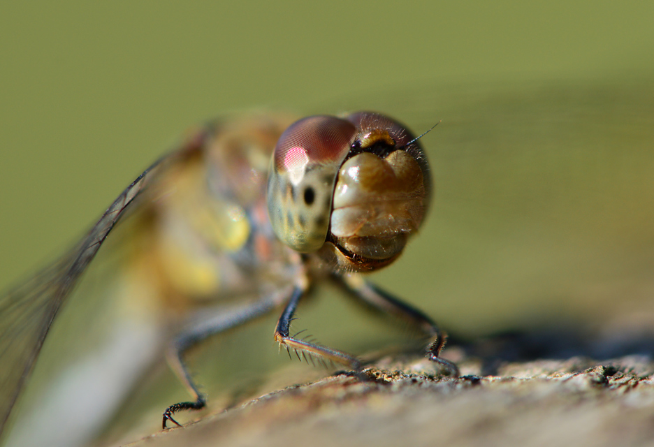 Sympetrum striolatum - harántsávos katona-szitakötő