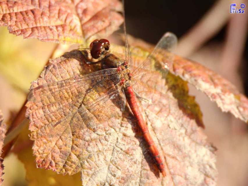 Sympetrum striolatum - harántsávos katona-szitakötő