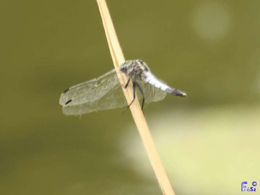 Orthetrum albistylum - fehérfarkú pásztorszitakötő