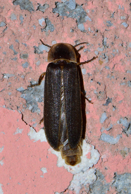 Lampyris noctiluca - nagy szentjánosbogár