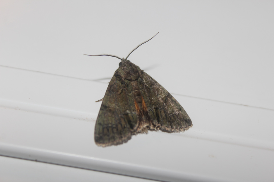 Polyphaenis sericata - selyemfényű erdeibagoly