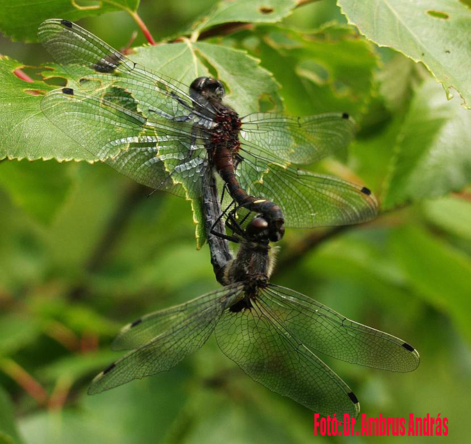 Leucorrhinia pectoralis - lápi álarcos-szitakötő
