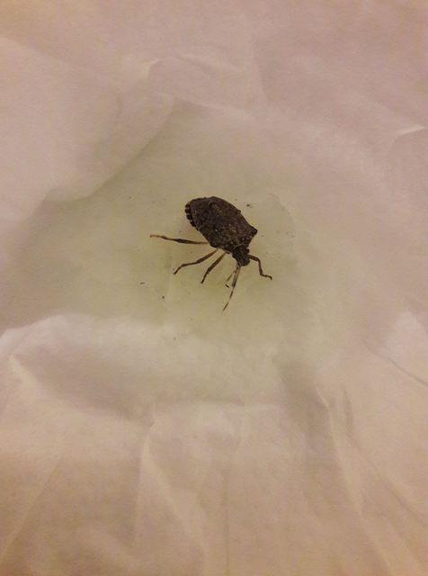 halyomorpha halys - Halyomorpha halys