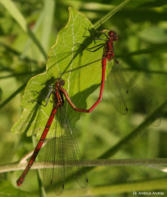 Pyrrhosoma nymphula