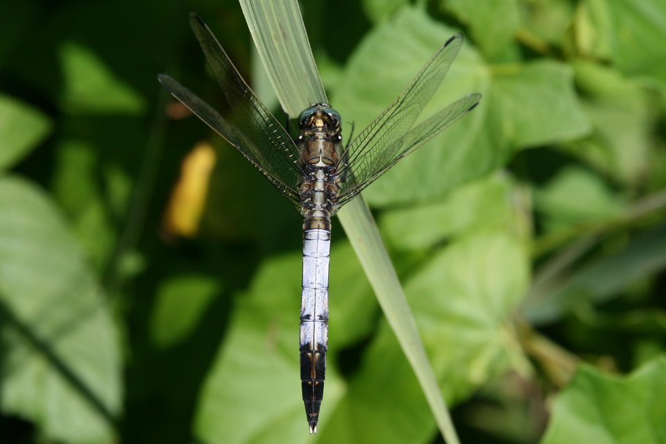 Orthetrum albistylum - fehérfarkú pásztorszitakötő