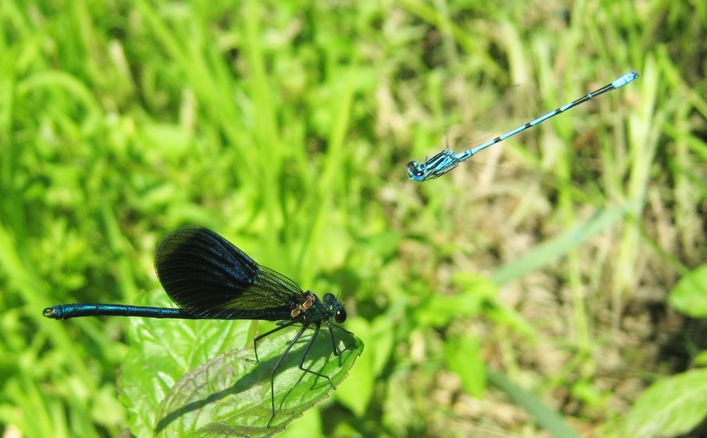 Coenagrion puella - azúrkék légivadász