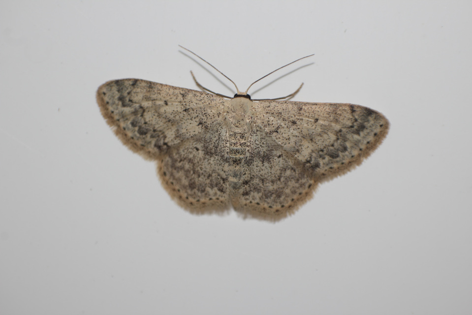 Scopula marginepunctata - pettyes sávosaraszoló