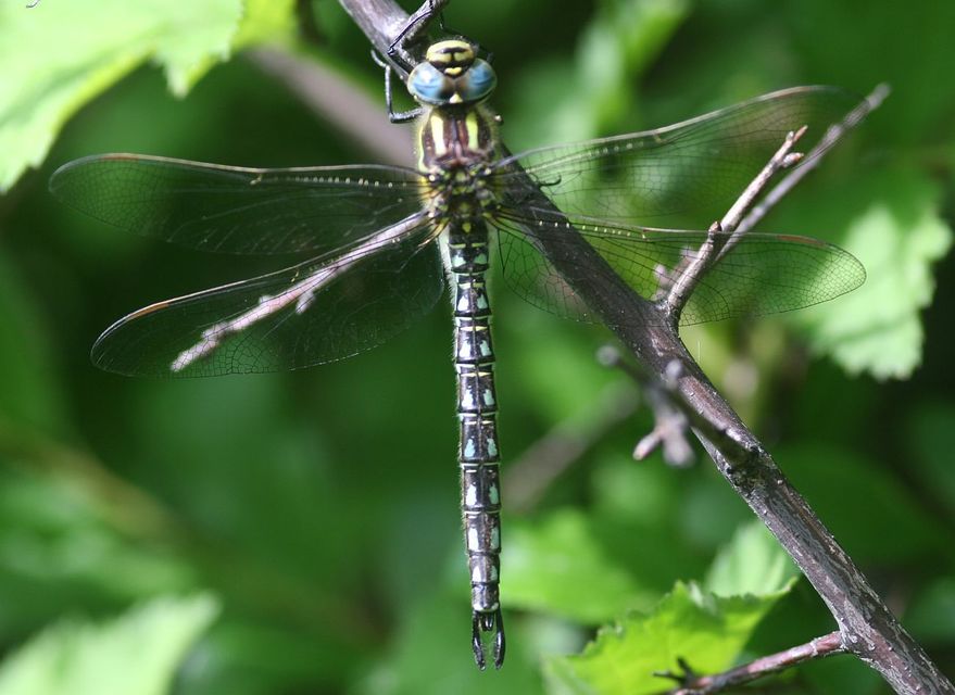 Brachytron pratense - szőrös karcsúacsa