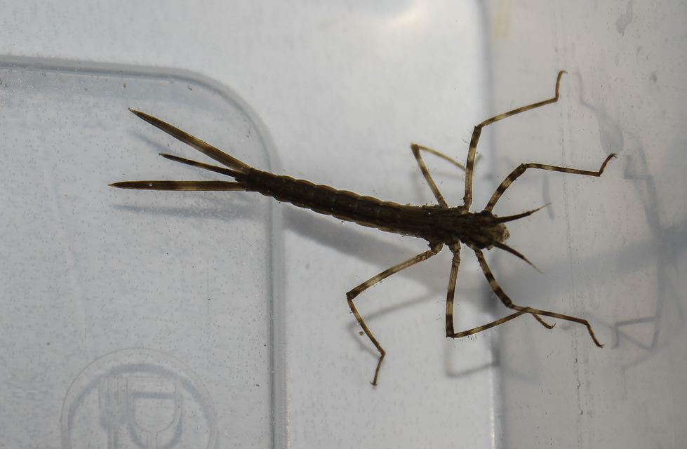 Calopteryx splendens - sávos szitakötő