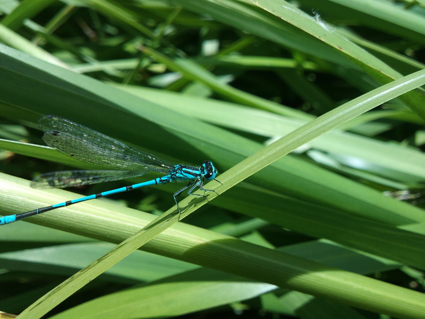 Coenagrion puella - azúrkék légivadász