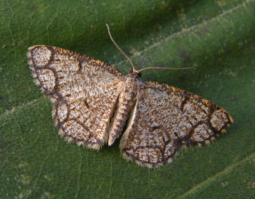Stegania cararia - gyűrűs nyáraraszoló