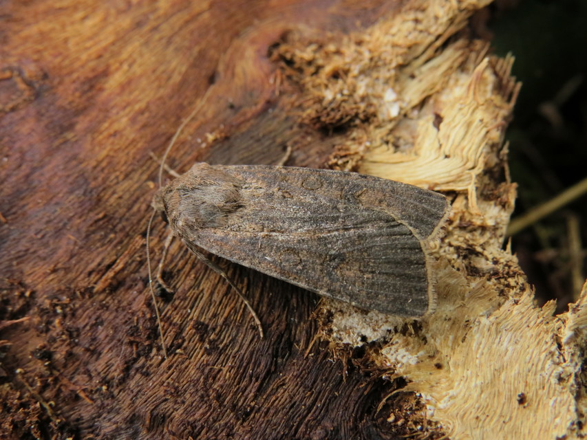 Agrotis segetum - vetési földibagoly Agrotis segetum - vetési földibagoly