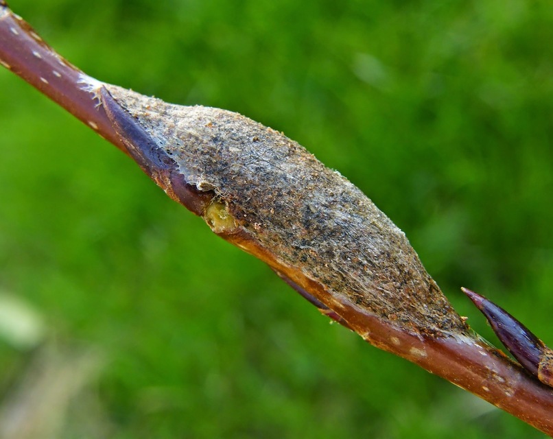 Furcula bifida - kis púposszövő