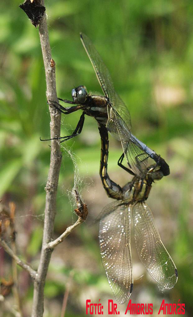 Orthetrum albistylum - fehérfarkú pásztorszitakötő Orthetrum albistylum - fehérfarkú pásztorszitakötő