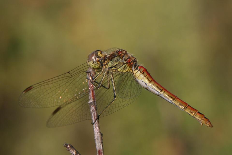 Sympetrum vulgatum - barkós katona-szitakötő