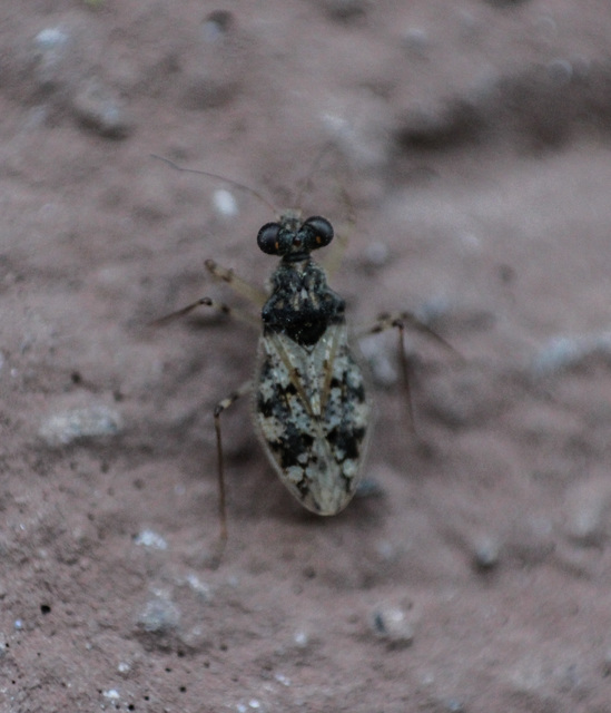 Leptopus marmoratus - kövipoloska