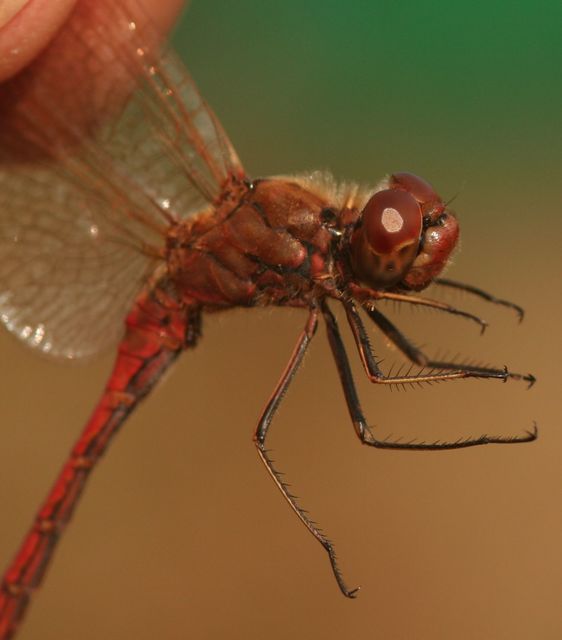 Sympetrum vulgatum - barkós katona-szitakötő